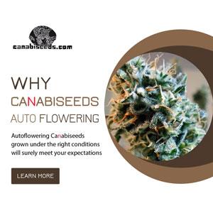See all our high-quality autoflowering feminized seeds