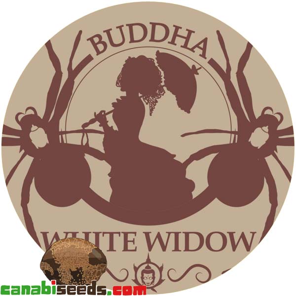 Buddha White Widow 