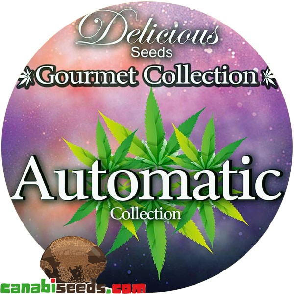 Gourmet Collection - Automatic Strains #2