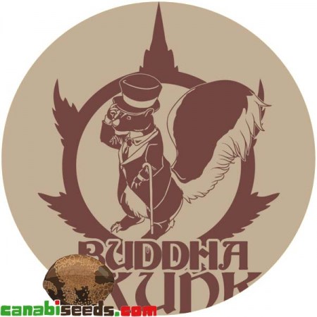 Buddha Skunk